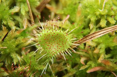 Drosera rotundifolia
