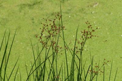 Juncus acutiflorus