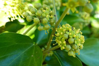 Hedera helix