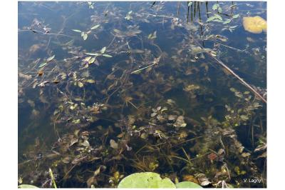 Potamogeton lucens