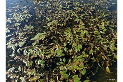 Potamogeton nodosus