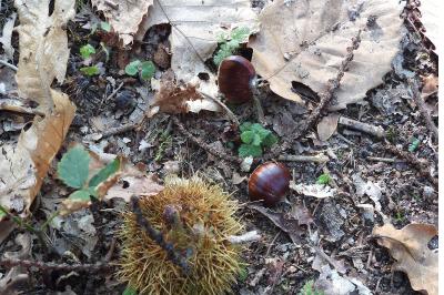 Castanea sativa
