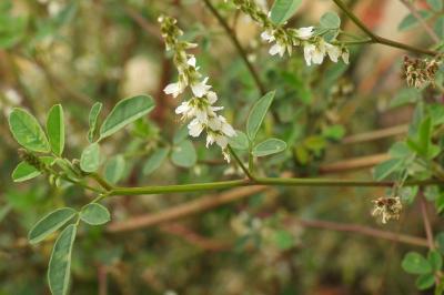 Melilotus albus