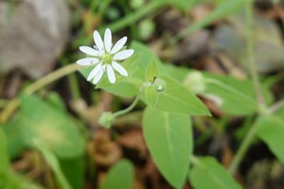 Stellaria aquatica