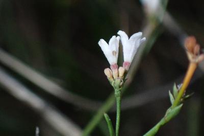 Asperula cynanchica