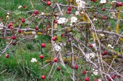 Crataegus monogyna
