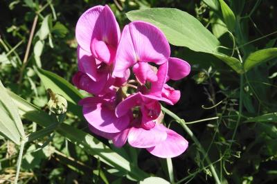 Lathyrus latifolius