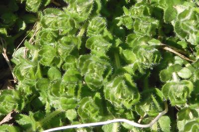 Cruciata laevipes