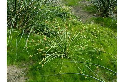 Schoenoplectiella mucronata