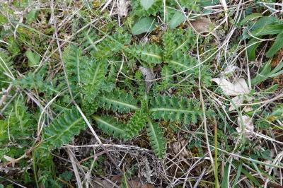Cirsium acaulon