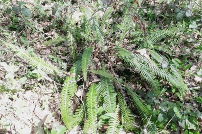 Struthiopteris spicant