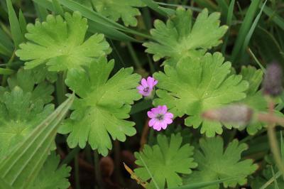 Geranium molle