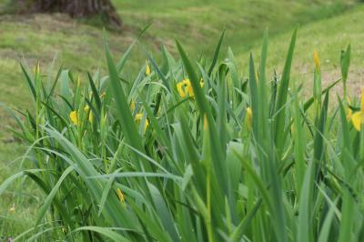 Iris pseudacorus