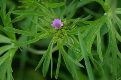 Geranium dissectum