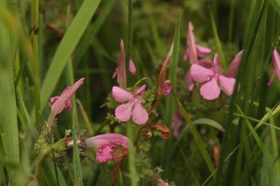 Pedicularis sylvatica