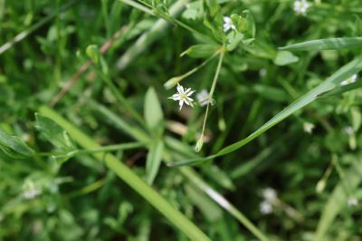 Stellaria alsine