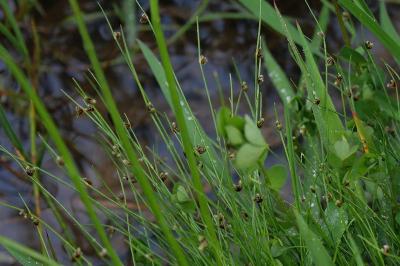 Isolepis setacea