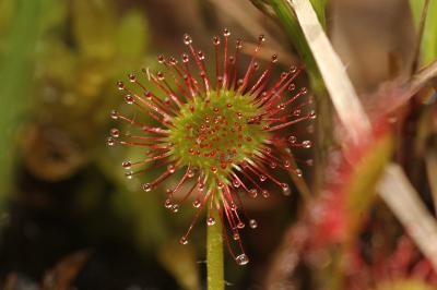 Drosera rotundifolia