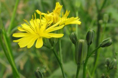 Lapsana communis