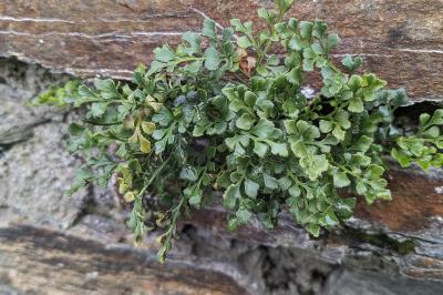 Asplenium ruta-muraria