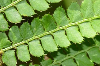 Polystichum setiferum