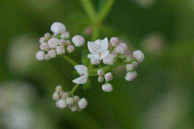 Galium palustre