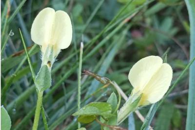 Lotus maritimus