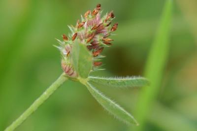 Trifolium striatum