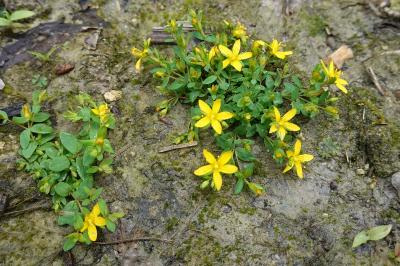 Hypericum humifusum