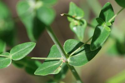 Hypericum pulchrum