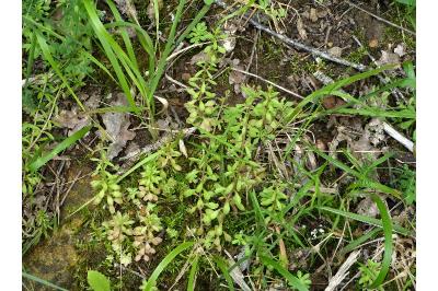 Sedum cepaea