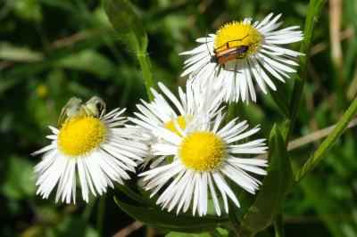 Erigeron annuus