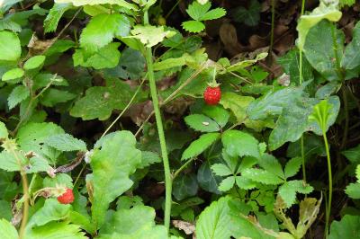 Fragaria vesca