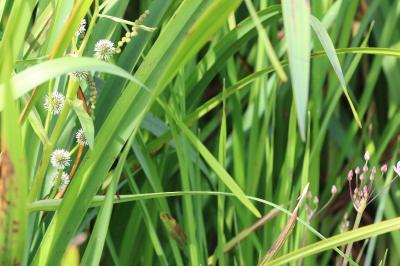 Sparganium erectum
