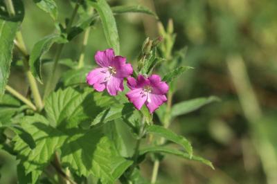 Epilobium hirsutum