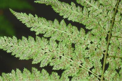 Dryopteris dilatata