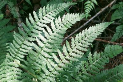 Athyrium filix-femina