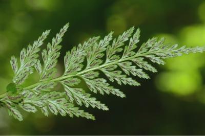 Asplenium adiantum-nigrum