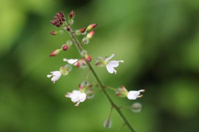 Circaea lutetiana