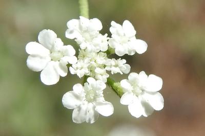 Torilis arvensis
