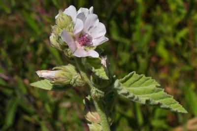 Althaea officinalis