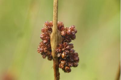 Juncus conglomeratus
