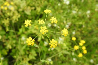 Bupleurum falcatum