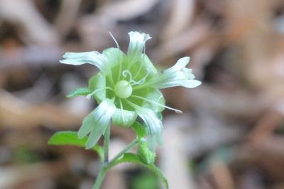 Silene baccifera