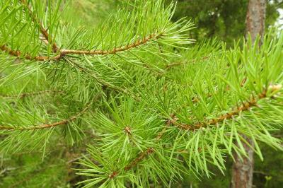Pinus sylvestris