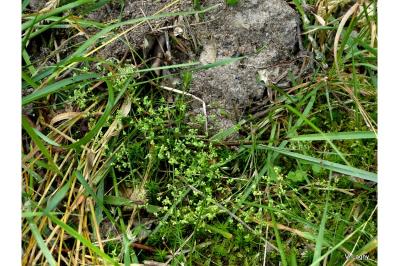 Linum radiola