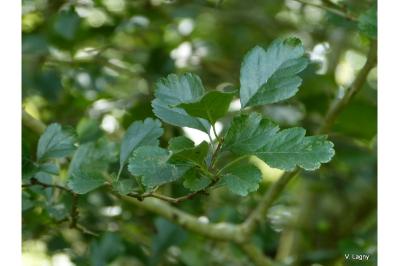Crataegus laevigata