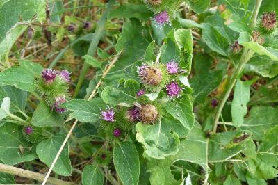 Arctium minus