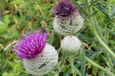 Cirsium eriophorum