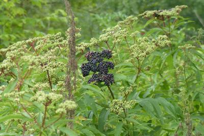 Sambucus ebulus